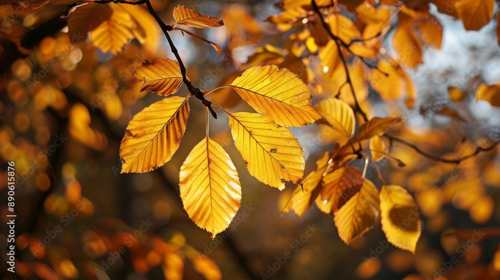 Golden Autumn Leaves. Golden Autumn Leaves.