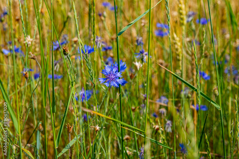 Blooming blue flower centaurea field. Plant of the aster family centaurea. Wild natural meadow. Medicinal plants. Beauty in nature. Background image. Blue flowers. Blooming blue flower centaurea field. Plant of the aster family centaurea. Wild natural meadow. Medicinal plants. Beauty in nature. Background image. Blue flowers.