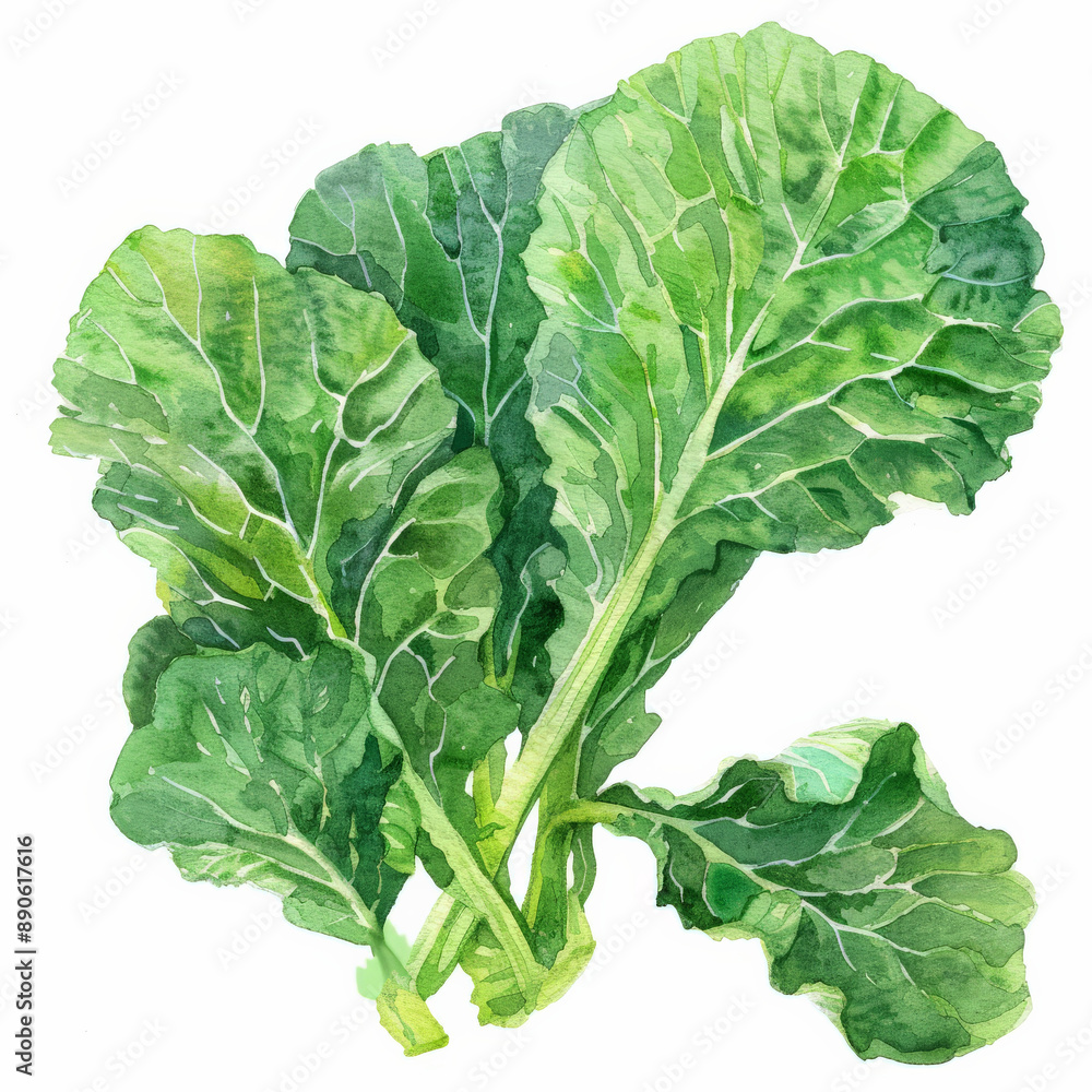 Naklejka premium A watercolor painting of fresh mustard greens, showing their detailed textures and vibrant green color, isolated on white background.