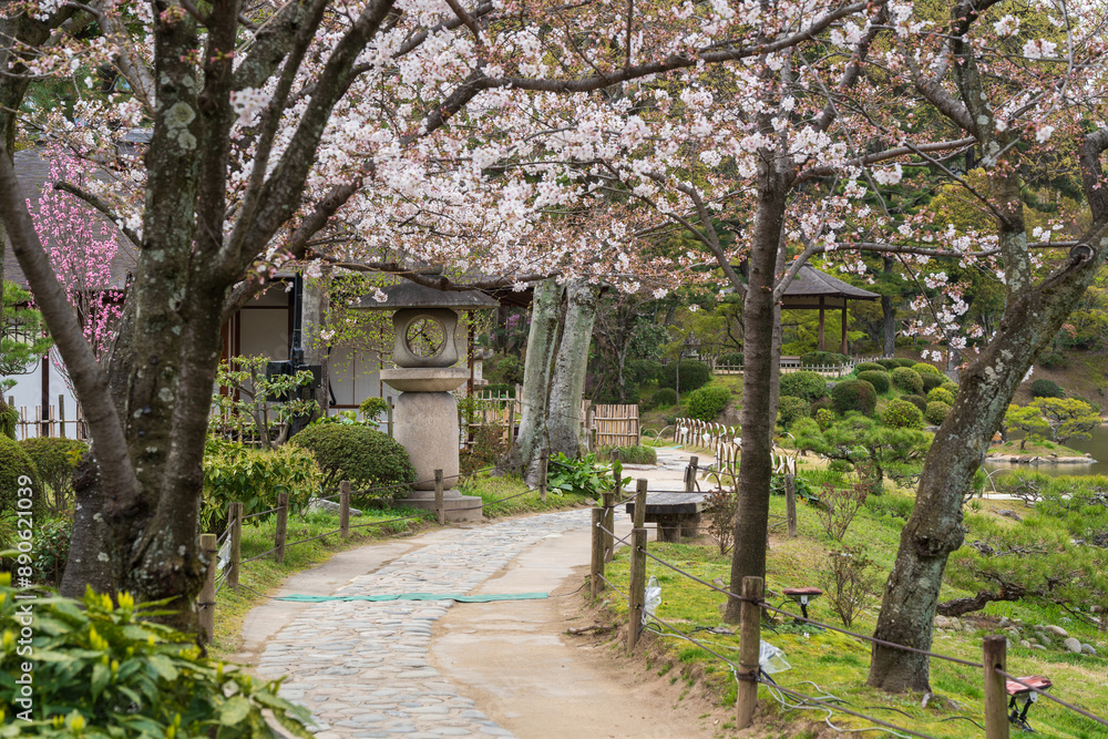 Cherry blossom in full bloom in Shukkei-en (Shukkeien) Japanese garden. Hiroshima Prefecture, Japan. Cherry blossom in full bloom in Shukkei-en (Shukkeien) Japanese garden. Hiroshima Prefecture, Japan.