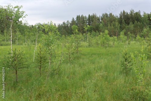 grassy fen landscape with small crooked trees