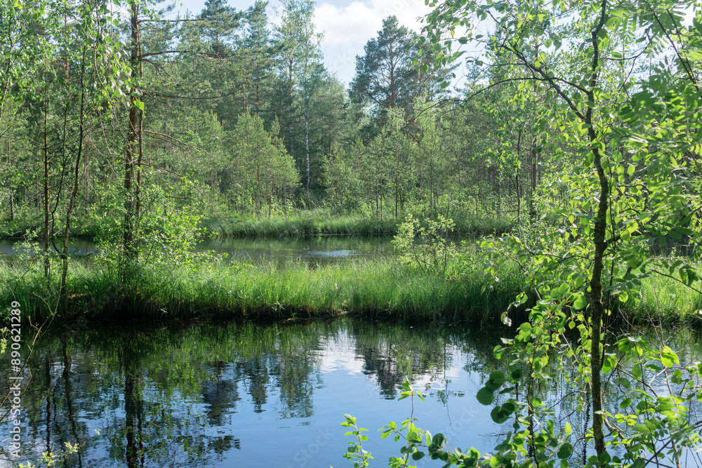 calm forest lake with grassy swampy banks calm forest lake with grassy swampy banks