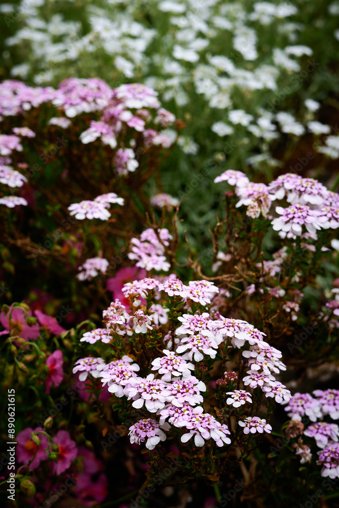 flowers in the garden flowers in the garden