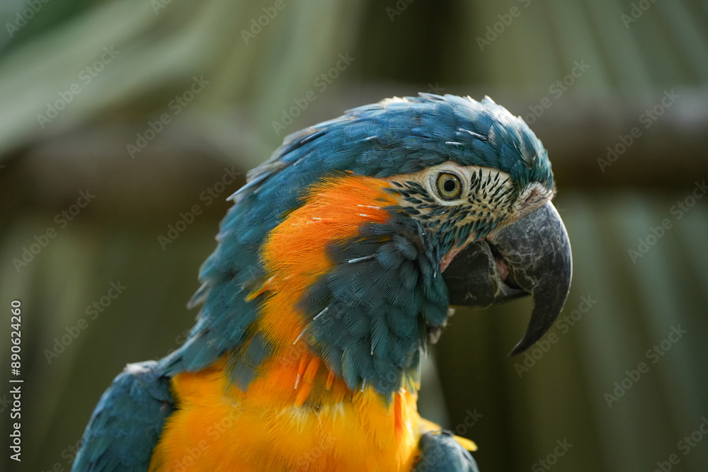 Fototapeta premium Blue-throated Macaw