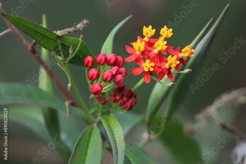 red and yellow flower