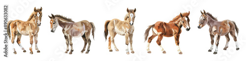 Set collection of cute little foal baby horse hand drawn watercolor design resources elements