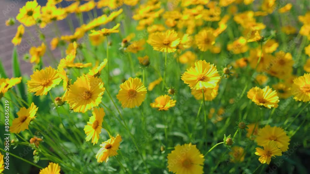 Top view of beautiful yellow daisies and green leaves. Flowers and leaves sway in the wind. The evening sun illuminates the flowers. Top view of beautiful yellow daisies and green leaves. Flowers and leaves sway in the wind. The evening sun illuminates the flowers.