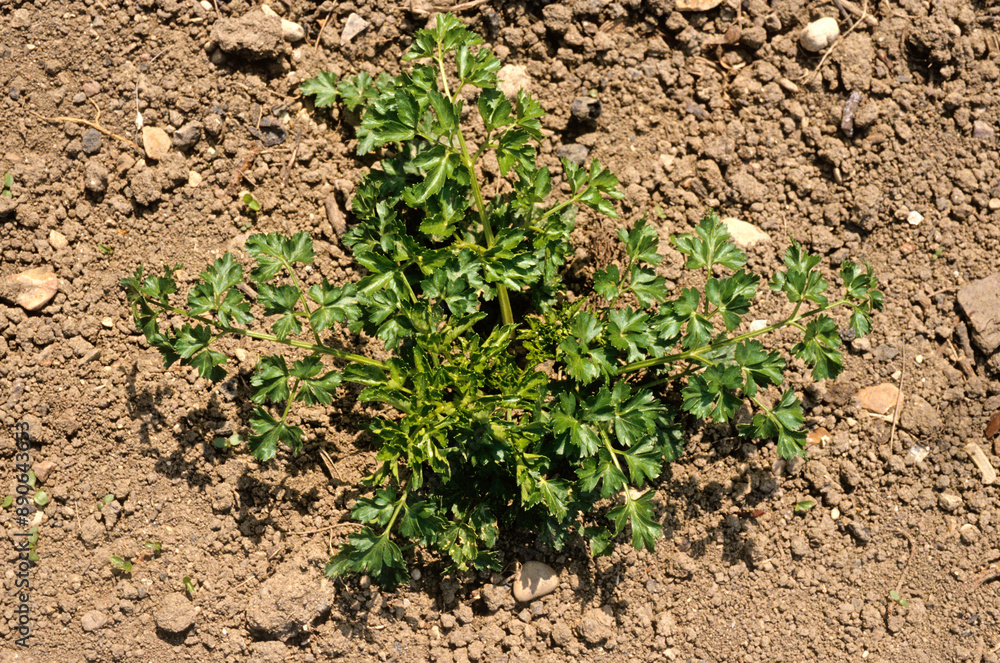 Petroselinum crispum, Persil Petroselinum crispum, Persil