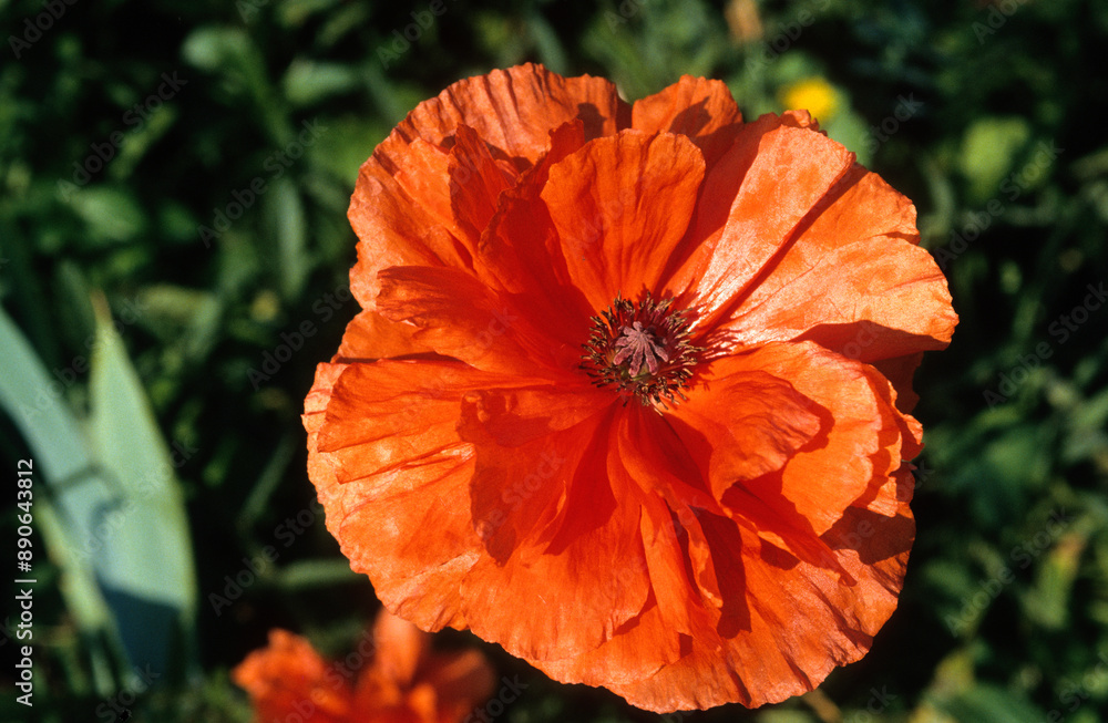 Papaver orientale 'Bonfire', Pavot d'Orient