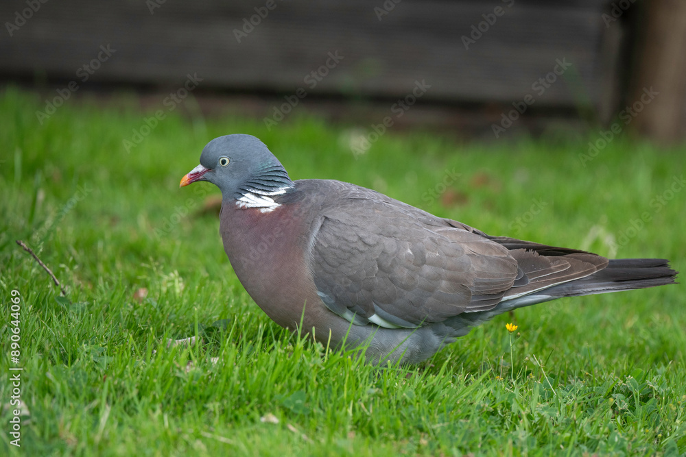 Pigeon ramier, Common Wood Pigeon, columba palumbus Pigeon ramier, Common Wood Pigeon, columba palumbus