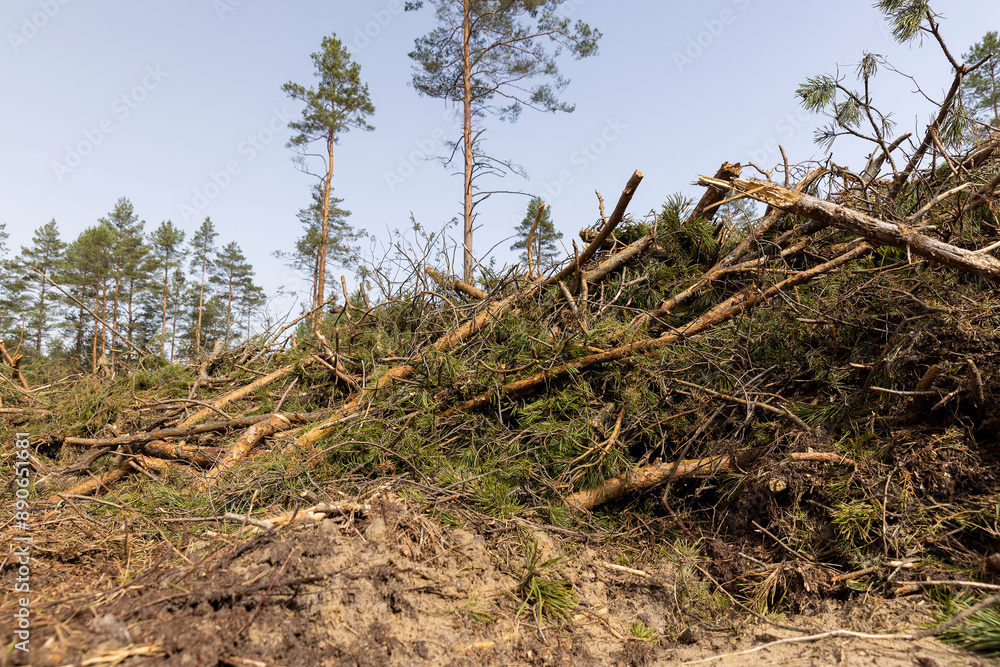 pine forest in Europe during the logging of pine logs pine forest in Europe during the logging of pine logs