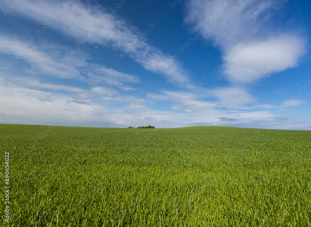 beautiful green wheat sprouts in sunny weather beautiful green wheat sprouts in sunny weather