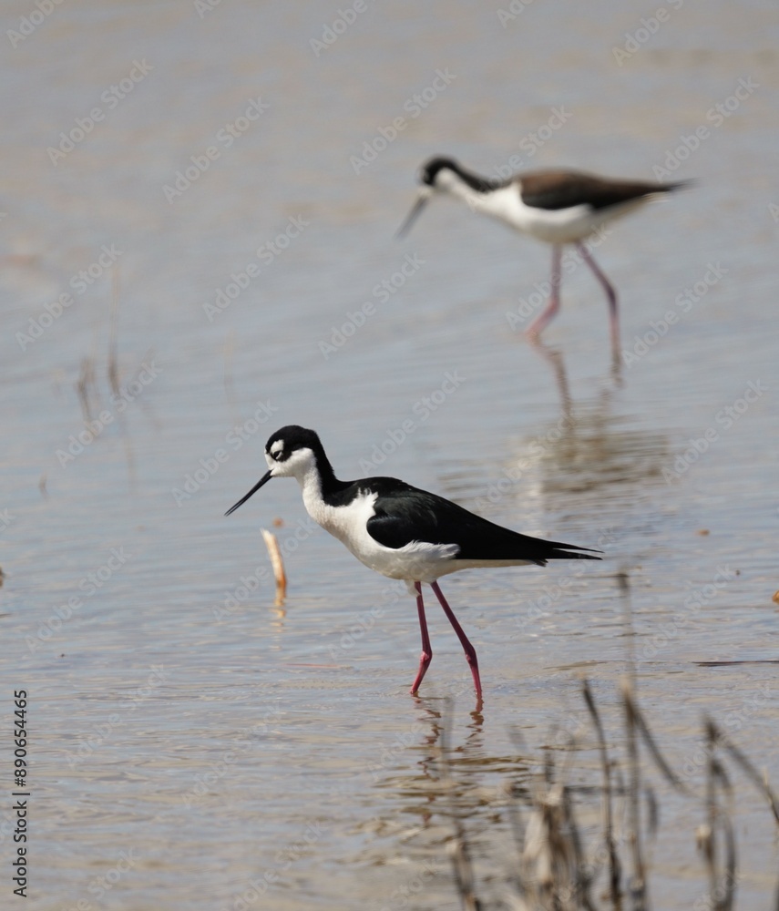 Pair of black necked stilts in shallow water in Utah Pair of black necked stilts in shallow water in Utah