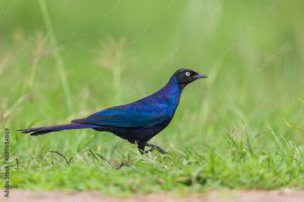 Ruppell's starling walking in the grassland of masai mara Ruppell's starling walking in the grassland of masai mara
