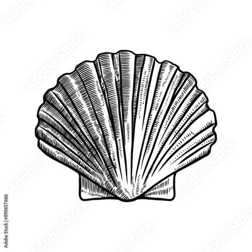 Vintage scallop seashell vector illustration in hand drawing sketch