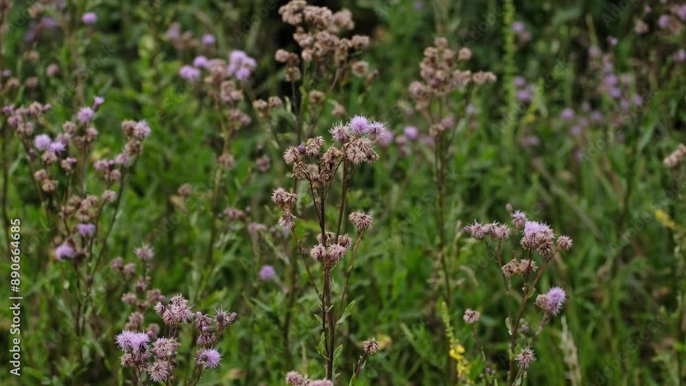 Conoclinium coelestinum. Сommonly called mistflower. Conoclinium coelestinum. Сommonly called mistflower.