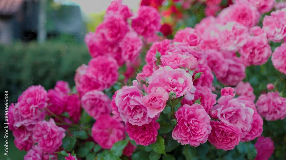 Beautiful pink roses on a background of green leaves. In this enchanting video, you'll be captivated by the mesmerizing beauty of delicate pink roses in full bloom. Beautiful pink roses on a background of green leaves. In this enchanting video, you'll be captivated by the mesmerizing beauty of delicate pink roses in full bloom.