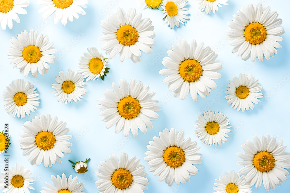 White daisies on light blue background White daisies on light blue background