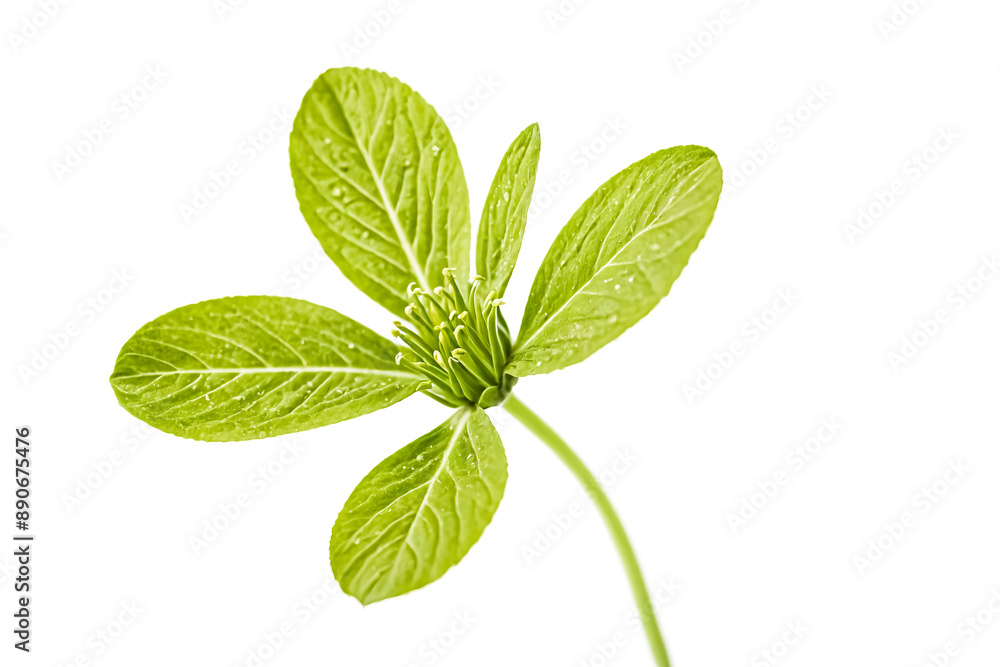 Green Flower Bud with Dew Drops on Leaves Green Flower Bud with Dew Drops on Leaves