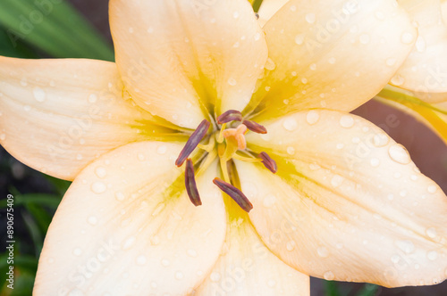 Lily flower of peach color blooming in the spring garden photo