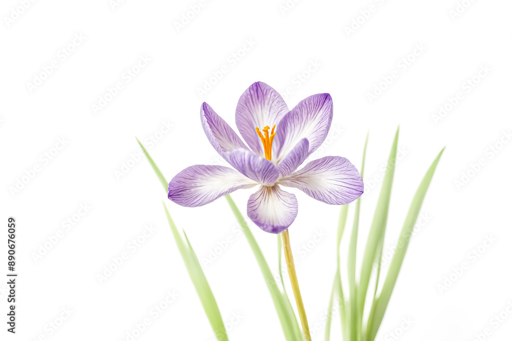 Obraz premium Purple Crocus Flower with Green Leaves Isolated on White Background