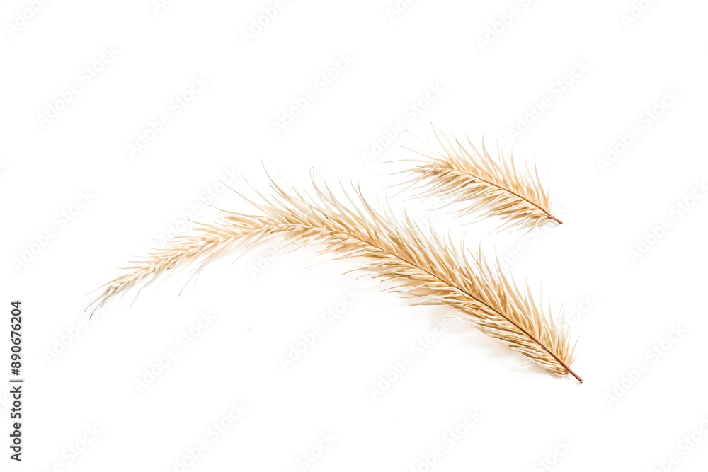 Two Golden Wheat Stalks Isolated on White Background Two Golden Wheat Stalks Isolated on White Background