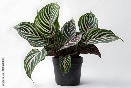 Calathea roseoptica cora plant in pot white background, AI generated photo