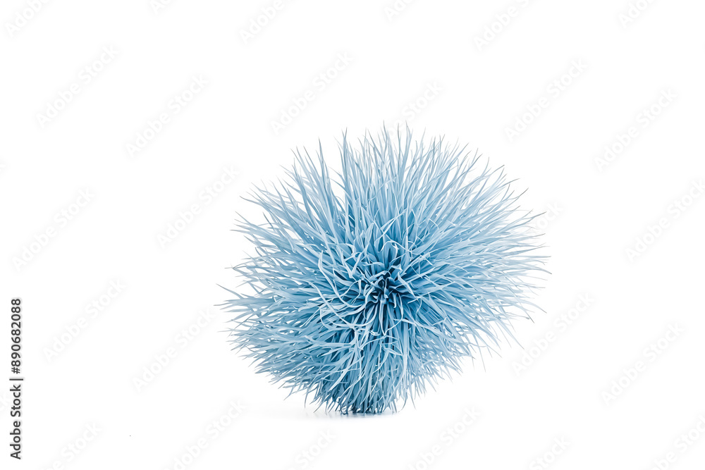 Blue Grass Bush Blue Grass Bush