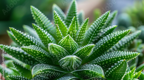Wallpaper Mural A striking close-up of a lush green succulent with intricate, spiky leaves radiating from its center, thriving in natural light. Torontodigital.ca
