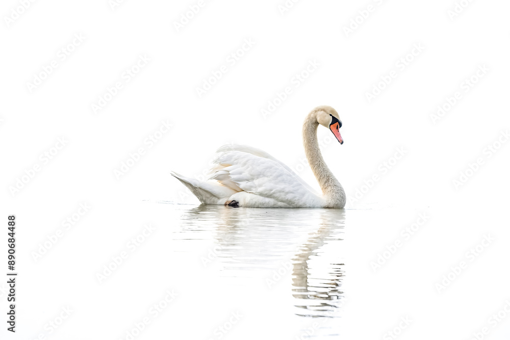 Fototapeta premium Graceful Swan on a Tranquil Lake