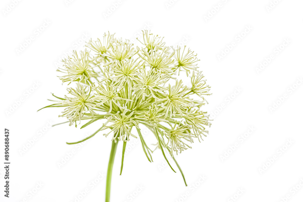 Close-Up of a Delicate White Flower with Green Stem on White Background Close-Up of a Delicate White Flower with Green Stem on White Background