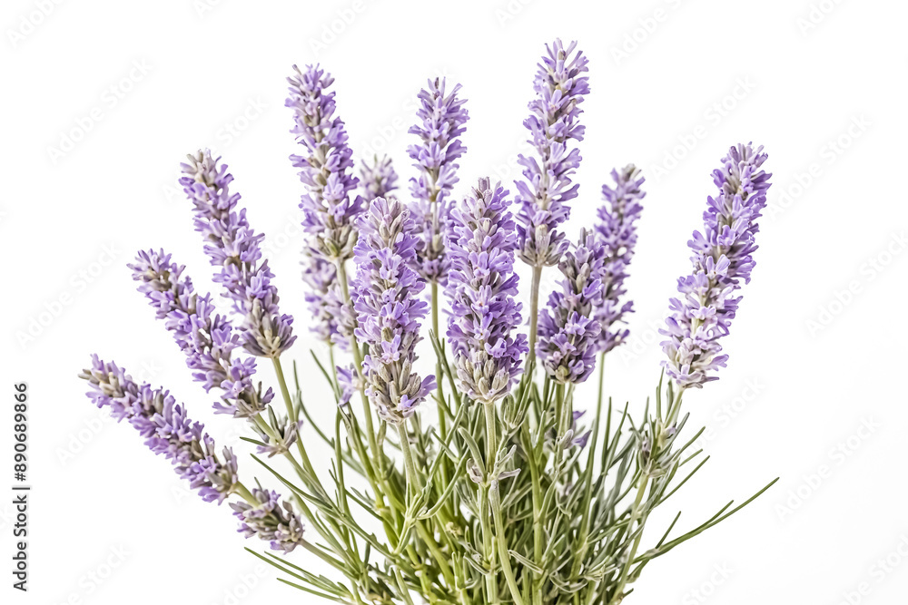 Lavender Bouquet Isolated on White Background Lavender Bouquet Isolated on White Background