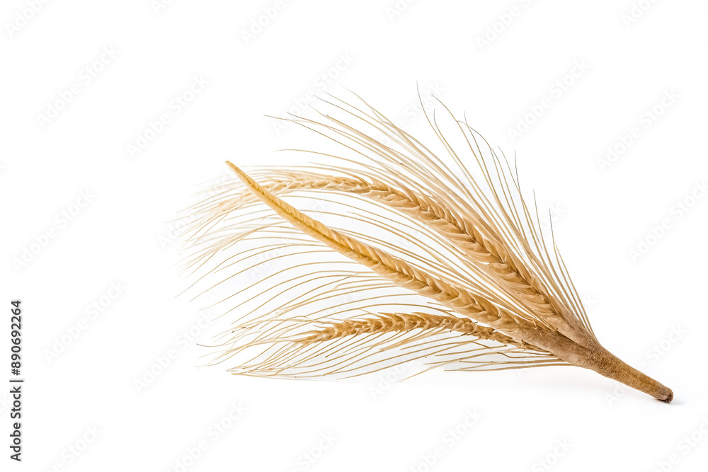 Dried Wheat Ear Isolated on White Background Dried Wheat Ear Isolated on White Background