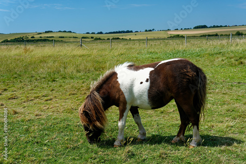 horse in the field