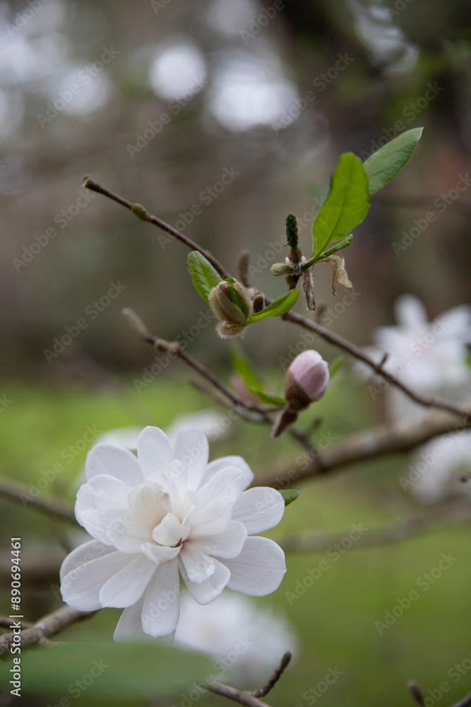 Delicate white flower in bloom on a branch with soft background blur, highlighting natural beauty Delicate white flower in bloom on a branch with soft background blur, highlighting natural beauty