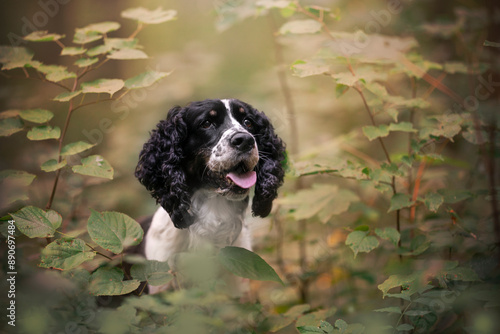 Fotografie springer spaniel head detail in leaves