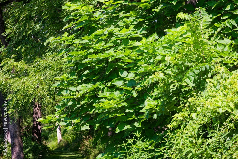 The northern catalpa (Catalpa speciosa), commonly known as the hardy catalpa, western catalpa, cigar tree or catawba is tree native to the midwestern United States. The northern catalpa (Catalpa speciosa), commonly known as the hardy catalpa, western catalpa, cigar tree or catawba is tree native to the midwestern United States.