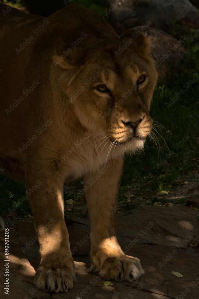 Obraz premium A lioness stands in the sunshine on a warm summer day and looks into the distance with close-up