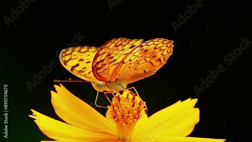 The butterflies in the clip appear to be from the genus Cethosia commonly known as Lacewing butterflies. Their vibrant orange and black patterns with white markings are distin butterfly on flower photo