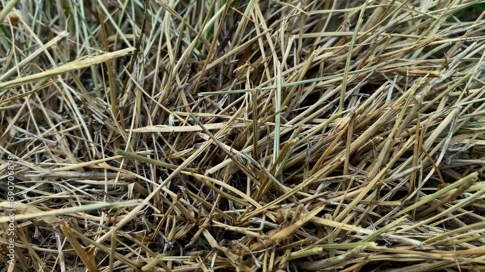 Background of dry grass in a field in nature Background of dry grass in a field in nature