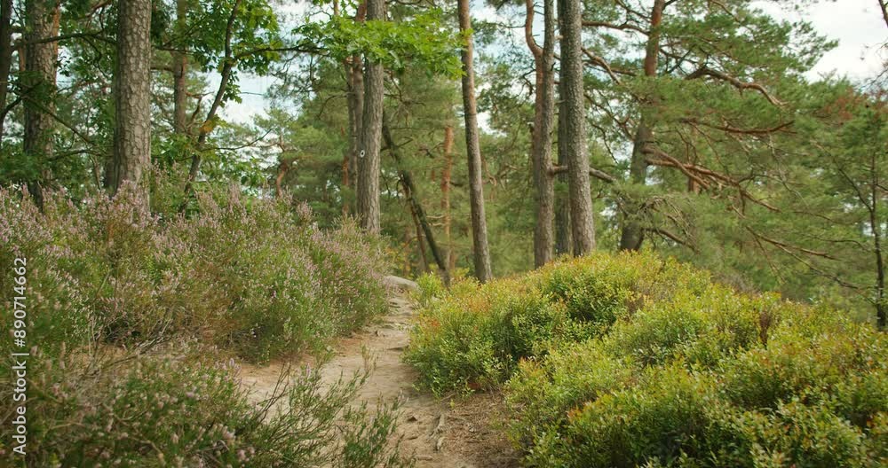 A narrow forest path lined with blooming heather and pine trees with a hint of the summer sky peeking through the foliage. A narrow forest path lined with blooming heather and pine trees with a hint of the summer sky peeking through the foliage.