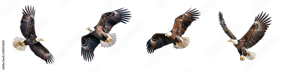 Set of Bald Eagle Flying Isolated on Transparent Background Set of Bald Eagle Flying Isolated on Transparent Background