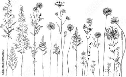 Black and white line drawing of various wildflowers and plants.Silhouettes of grass, flowers and herbs.