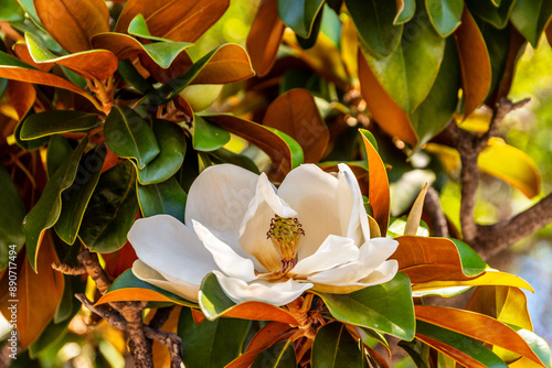 Magnolia grandiflora pertenece a la familia Magnoliaceae.