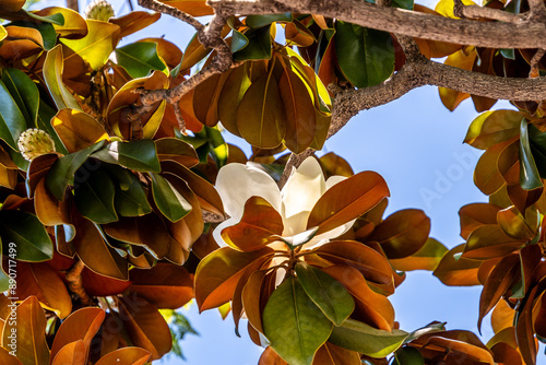 Magnolia grandiflora pertenece a la familia Magnoliaceae. photo