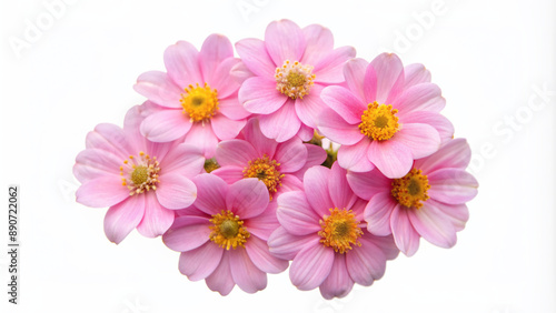 Delicate pink flower heads with soft petals and yellow centers isolated on a transparent background, perfect for creative overlays and design compositions.