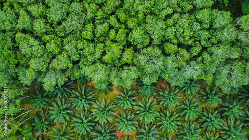 A palmoil farm next to a jungle in Thailand, seen from above photo