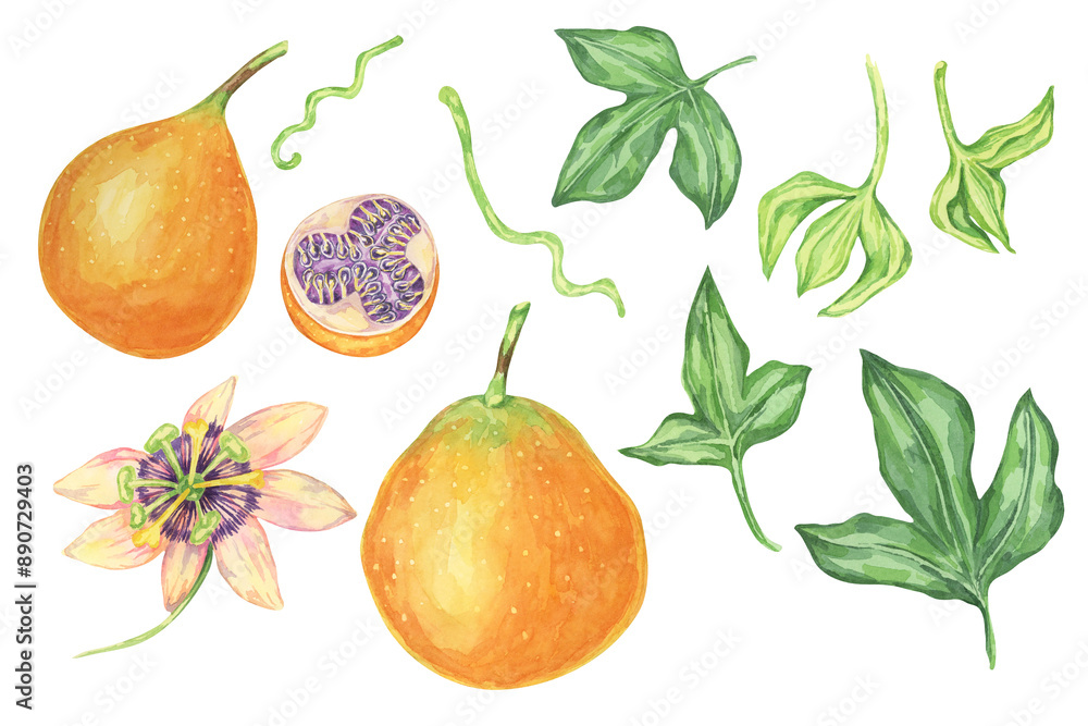 Obraz premium Sweet orange granadilla fruits, whole and halved, flower, buds and leaves set. Yellow passion fruit parts. Watercolor clipart bundle for use in tropical-themed designs, educational materials