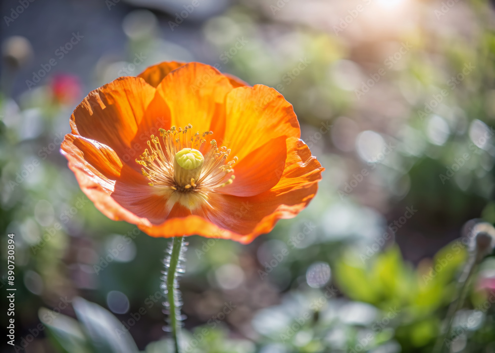 Φωτογραφία Vibrant orange coquelicot flower stands alone on a sunny day, petals shining brightly against a lush green background, evoking feelings of warmth and serenity
