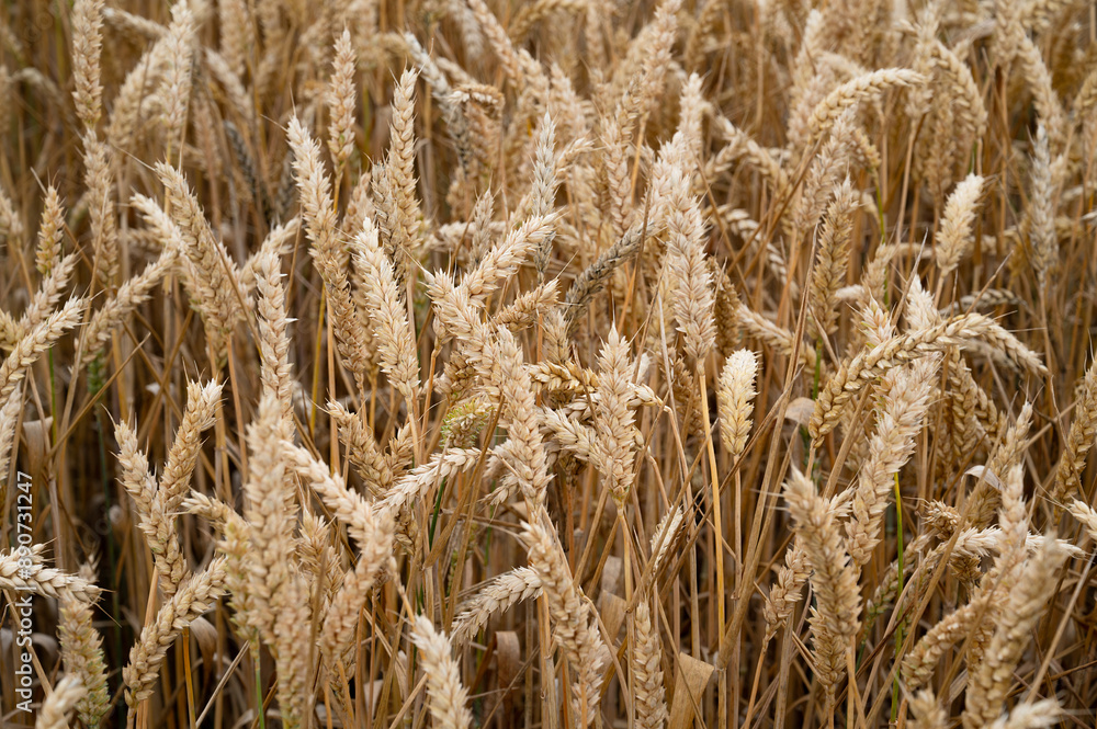 Field with cultivated wheat in Germany, harvest in the summer, agriculture for food, farmland on the countryside Field with cultivated wheat in Germany, harvest in the summer, agriculture for food, farmland on the countryside